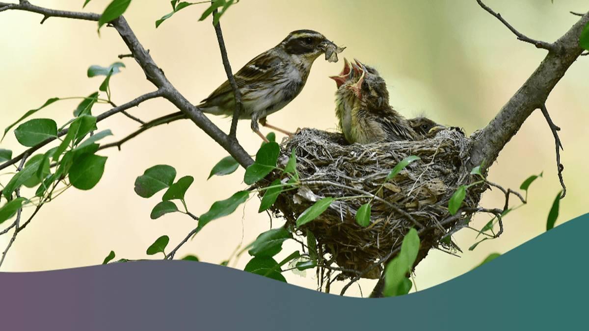 পাখিরা কীভাবে বেছে নেয় নিরাপদ বাসা