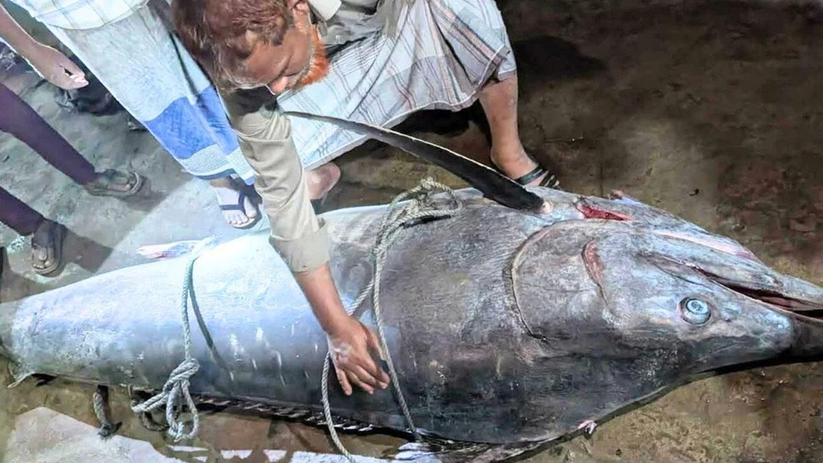 জেলের জালে ধরা পড়ল ২০০ কেজির সেইলফিশ
