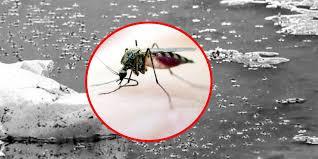 রাজধানীতে মশার উপদ্রব বাড়ছেই