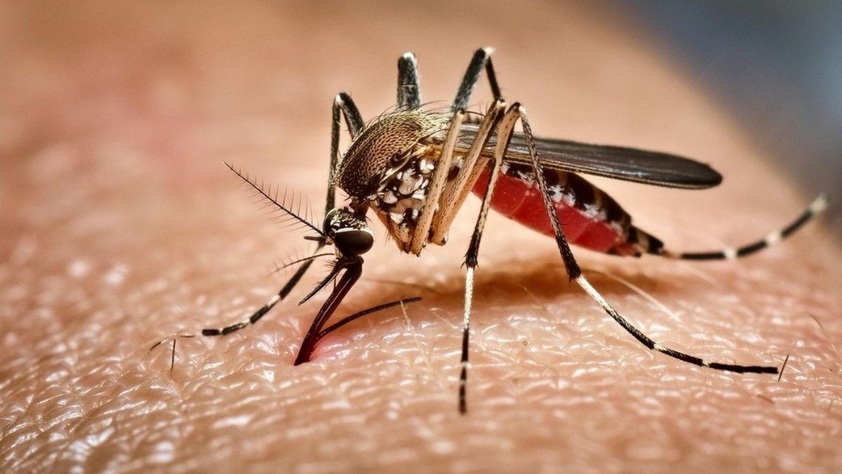 মৃত্যু নেই, ডেঙ্গুতে নতুন রোগী ৩১ জন