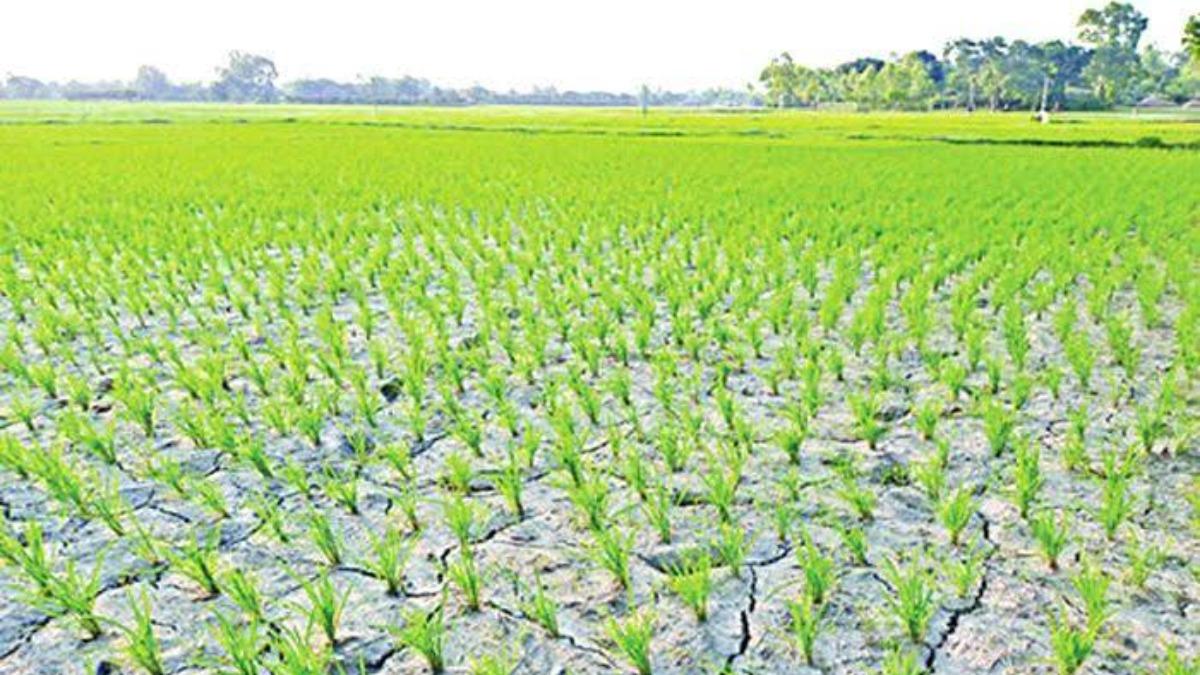 চুয়াডাঙ্গায় ডিজেল সংকট, সেচহীন মাঠ ফেটে চৌচির