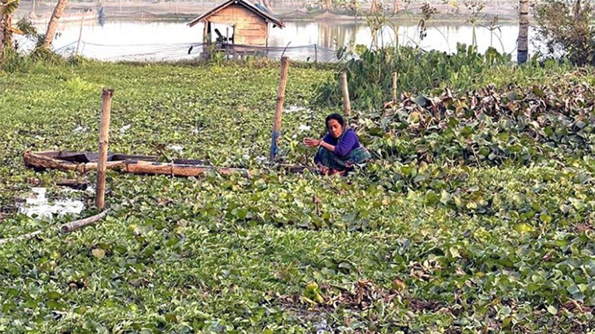 ভবদহের বিস্তীর্ণ বিলে এবারও নেই বোরোর হাসি, ভাসছে কচুরিপানা