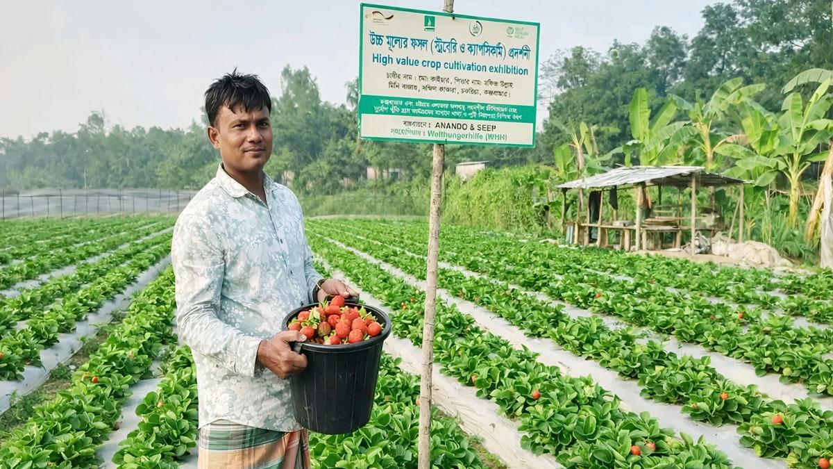 তামাকের মাঠে কৃষকের ‘লাল বিপ্লব’