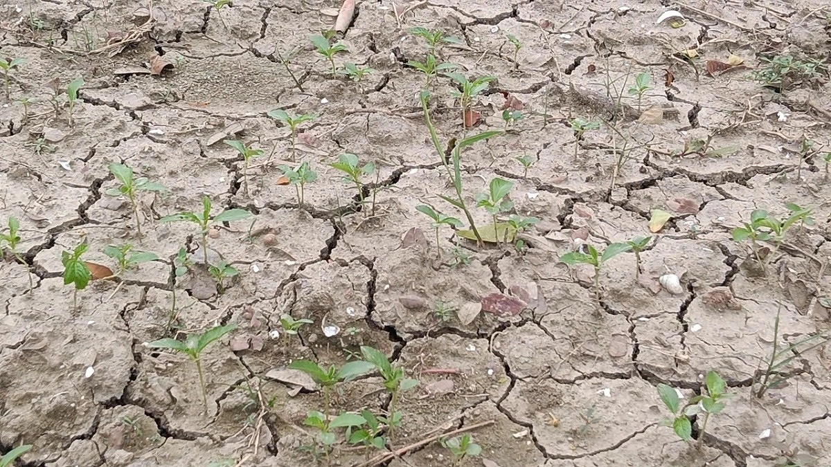 ডিজেল সংকটে মাদারীপুরের চাষিরা, বোরো নিয়ে শঙ্কা