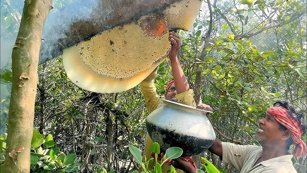 সুন্দরবনে মধু আহরণ শুরু কাল, লক্ষ্যমাত্রা ২৭০০ কুইন্টাল