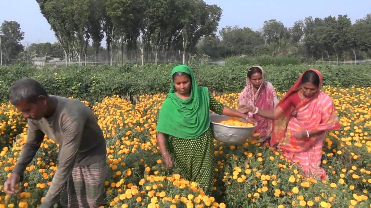 ঝিনাইদহে ফুলের বাম্পার ফলন, দাম না পেয়ে হতাশ কৃষক