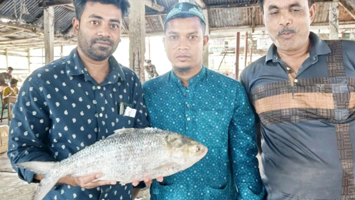 জেলের জালে ‘রাজা’ ইলিশ, নিলামে বিক্রি ৭৯২০ টাকা