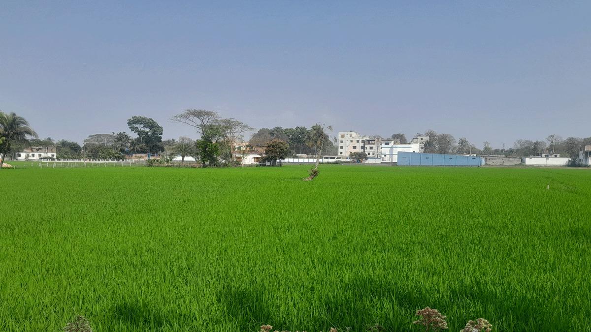 ধান আবাদ নিয়ে দুশ্চিন্তায় প্রান্তিক কৃষকরা