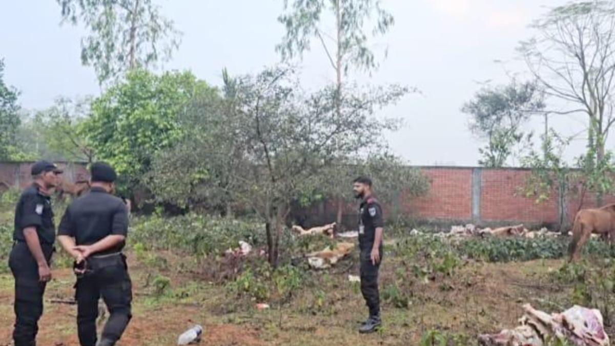 গরু বলে ঘোড়ার মাংস বিক্রি, জবাই করা ৯ ঘোড়া উদ্ধার