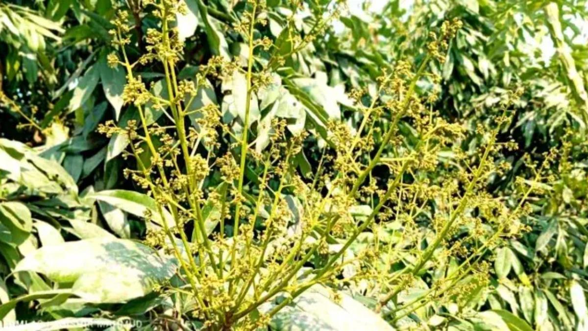 মুকুলে ভরা গাছ, পাবনায় লিচুর বাম্পার ফলনের আভাস