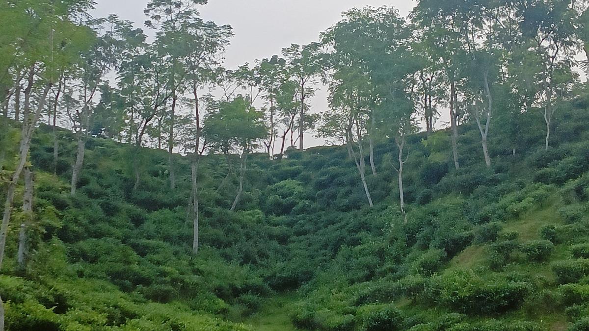 স্বস্তির বৃষ্টিতে প্রাণ ফিরেছে চা বাগানে