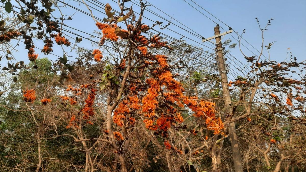 প্রাচ্যের ভেনিসে গাছে গাছে ‘আগুন’