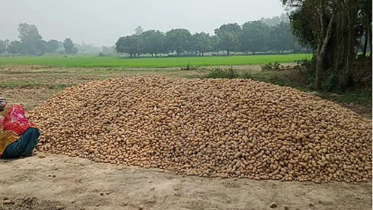 বছর ঘুরেও দুঃখ ঘোচেনি আলুচাষির