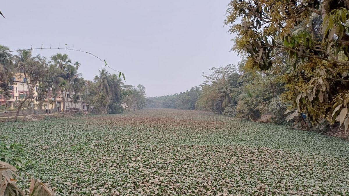 খরস্রোতা ডাকাতিয়া এখন মরা খাল