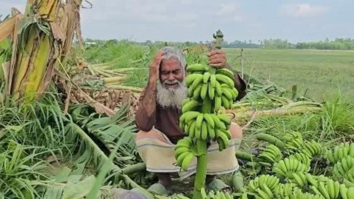রাতের আঁধারে দুর্বৃত্তের তাণ্ডব, ১ হাজার কলাগাছ কর্তন