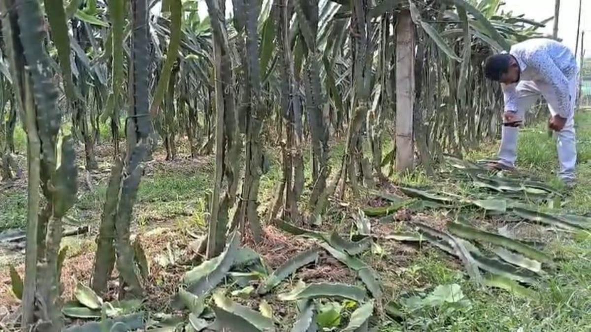 জীবননগরে ১৩০০ ড্রাগন গাছ কেটে দিল দুর্বৃত্তরা