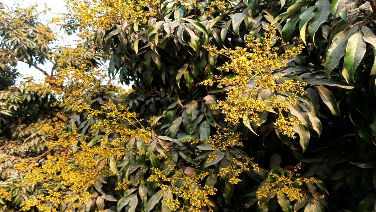 ফুলে ভরপুর লিচু বাগান, ভালো ফলনের আশা
