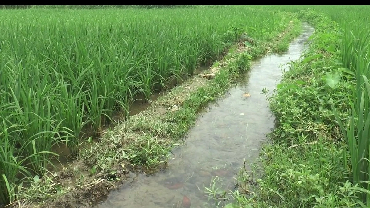 জ্বালানি তেল সংকটে কৃষকের কপালে চিন্তার ভাঁজ