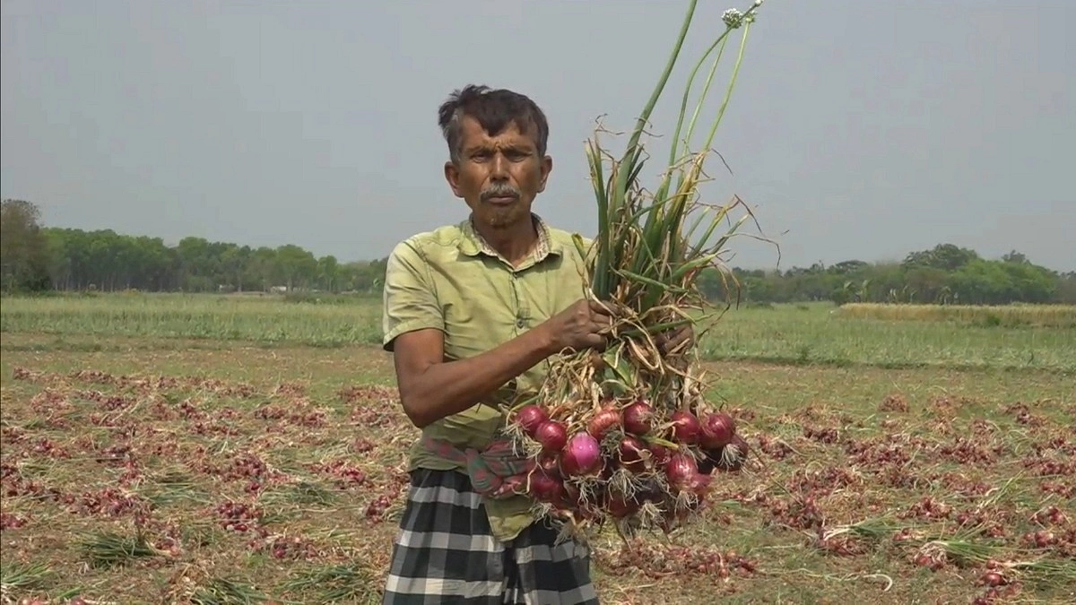 পেঁয়াজের বাম্পার ফলনেও কাঁদছেন কৃষক
