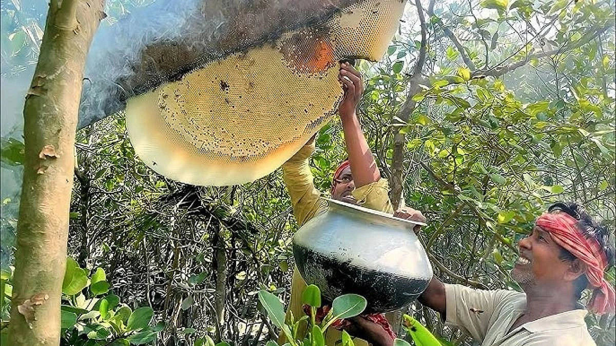 বাঘের বন, কুমিরের নদী–তবুও মধুর টানে সুন্দরবনে মৌয়ালরা