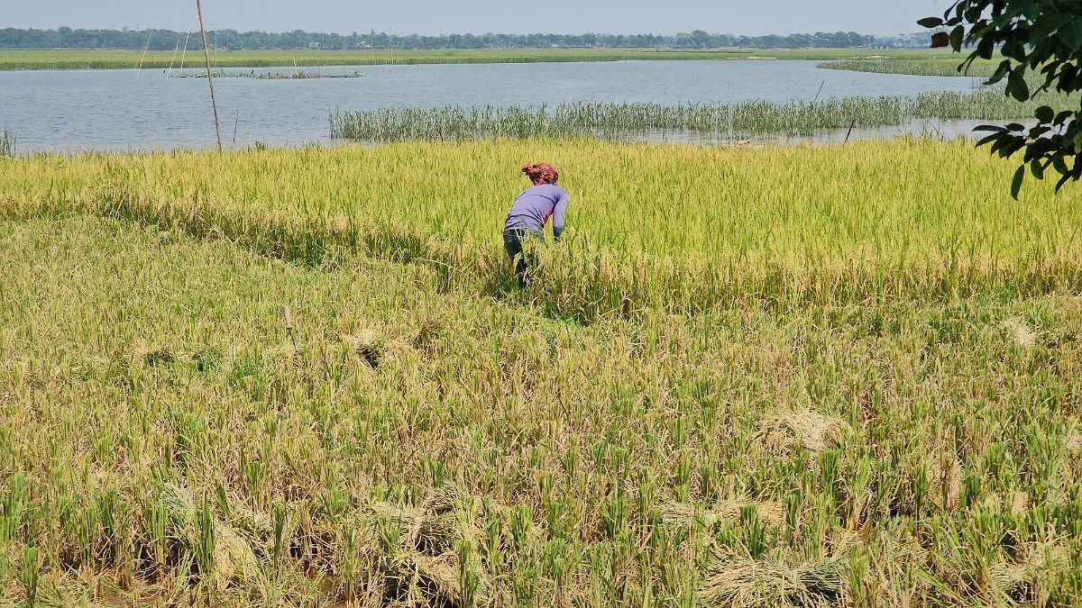 আকস্মিক বন্যার আভাস, ধান কাটার সময় বেঁধে দিল পাউবো