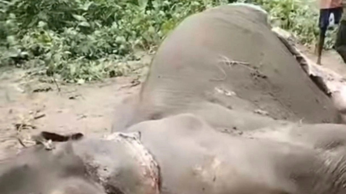 ‘পাহারা দিয়েও’ সঙ্গীর শুঁড় রক্ষা করতে পারল না মাদি হাতি