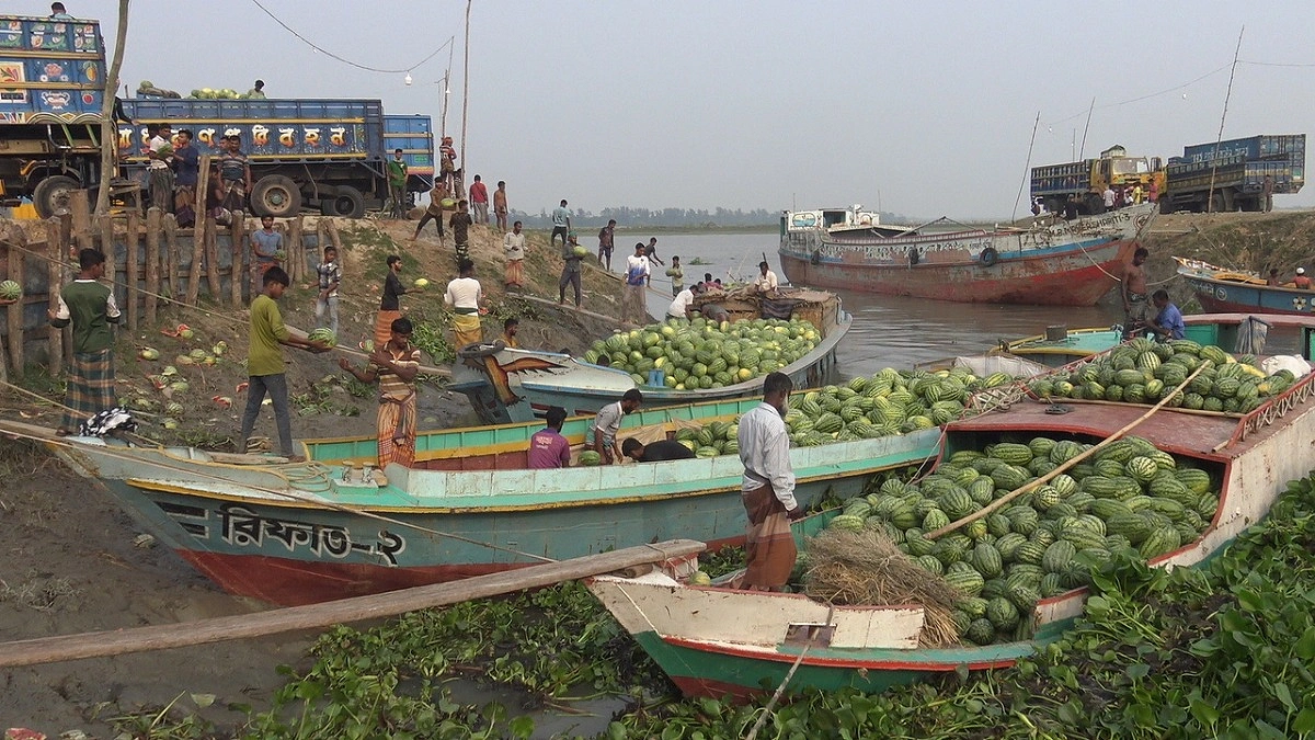 তরমুজের বাম্পার ফলনেও লোকসানের ঘানি