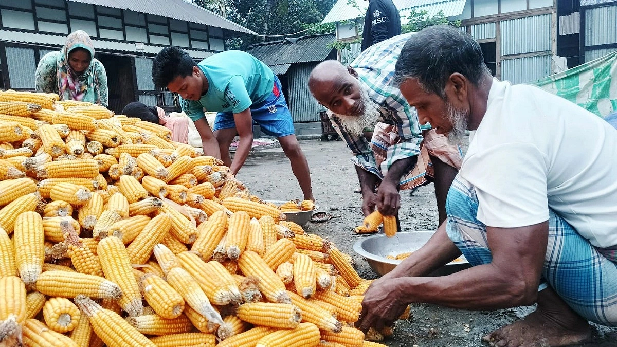 চাঁদপুরে কালবৈশাখীর তাণ্ডবে ভুট্টা চাষিদের স্বপ্নভঙ্গ