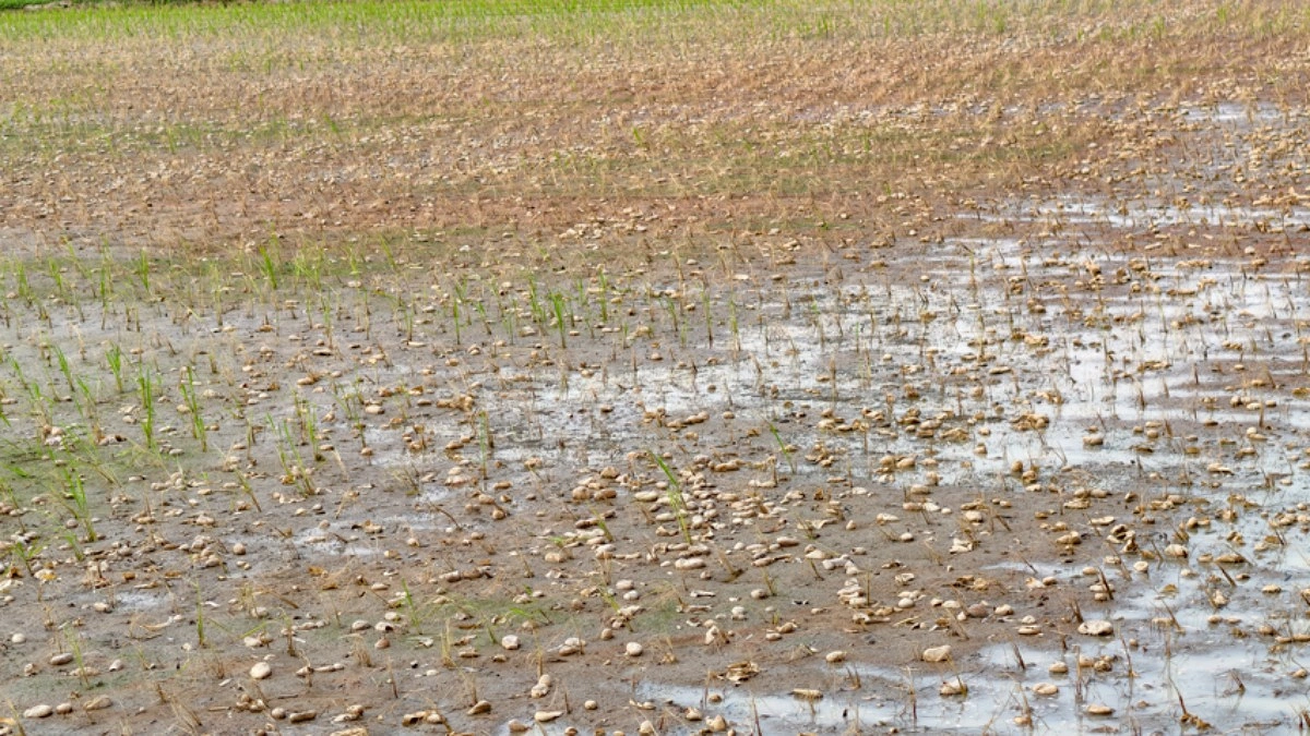 পচা আলুর গ্যাসে ‘ঝলসে’ যাচ্ছে বোরো চারা