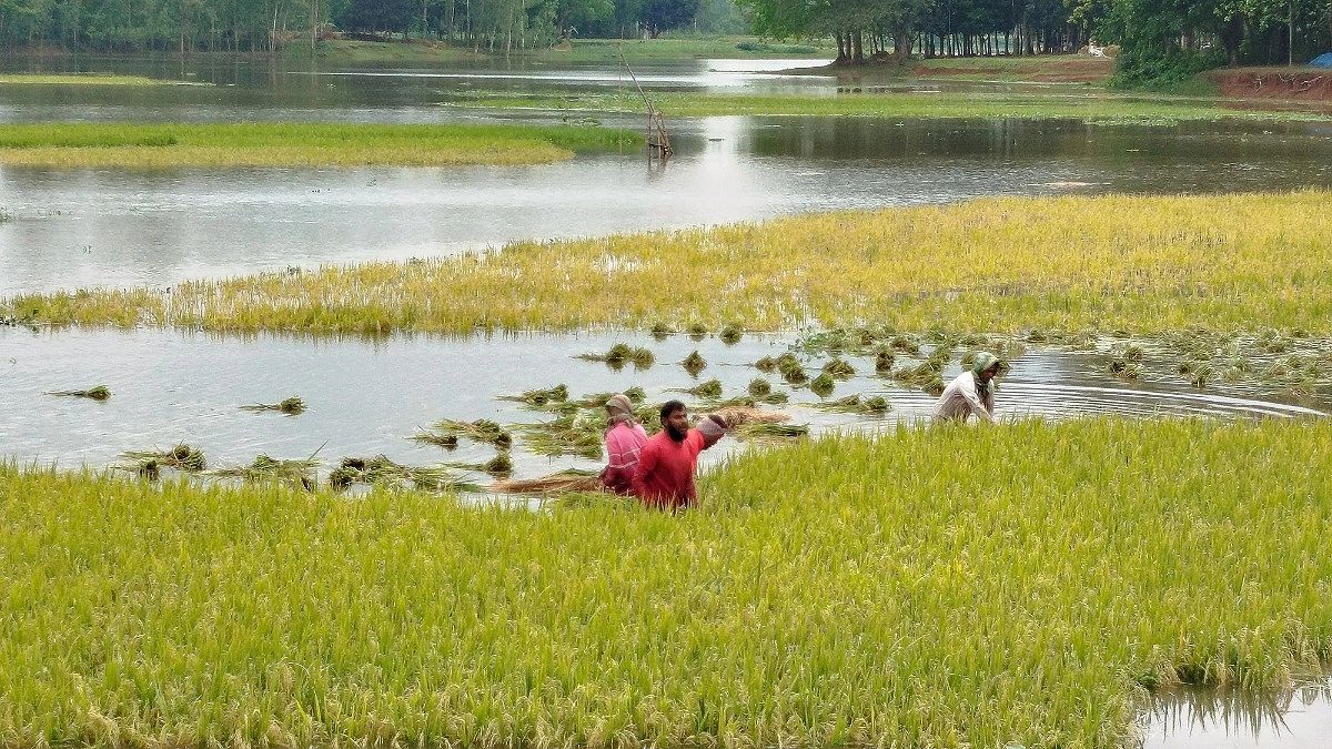 বৃষ্টিতে ডুবল পীরগঞ্জের ধারাকোল বিল, দিশাহারা কৃষক