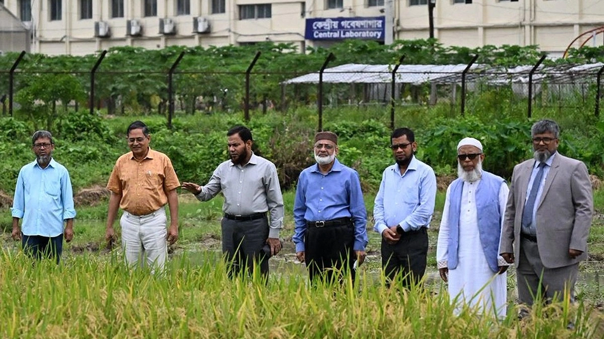 হেক্টরপ্রতি সাড়ে ৫ টন ফলন দেবে ‘জিএইউ ধান-৪’