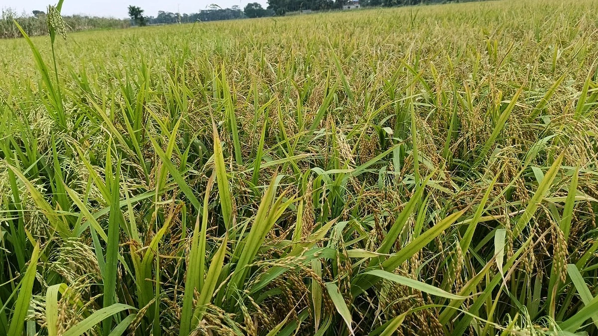 কালবৈশাখী ও শিলাবৃষ্টিতে চাঁদপুরের ৪৪৫ হেক্টর জমির ফসলের ক্ষতি