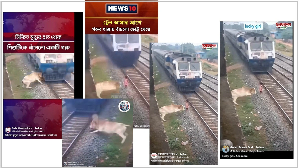 গরুর ধাক্কায় শিশুকে বাঁচানোর ভাইরাল ভিডিওর পেছনের সত্যতা কি?