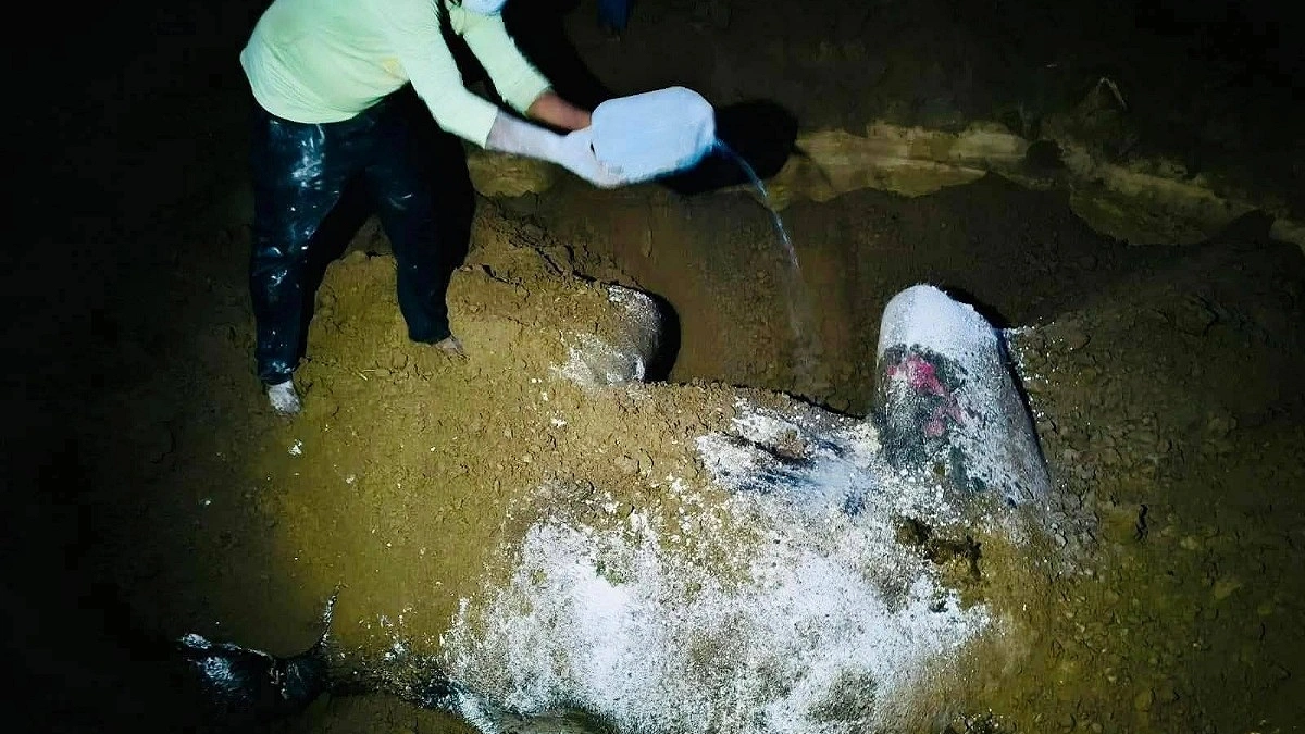 এবার সেই মৃৃত হাতির মাংস চুরির চেষ্টা মাটি খুঁড়ে