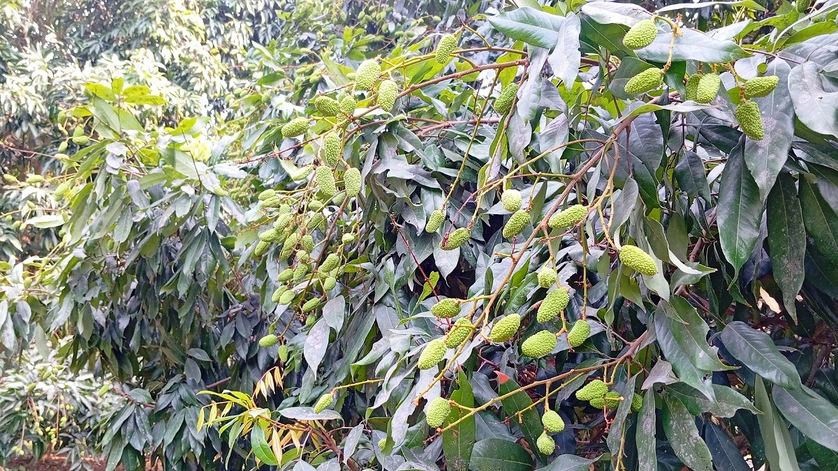 তীব্র দাবদাহে ঝরছে লিচুর গুটি, ফলন বিপর্যয়ের শঙ্কা