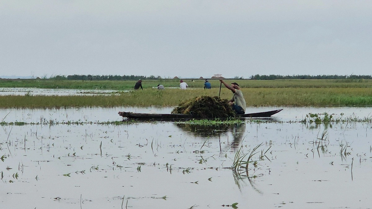 বাঁধ ভেঙে হাওর প্লাবিত, কৃষকের মাথায় হাত