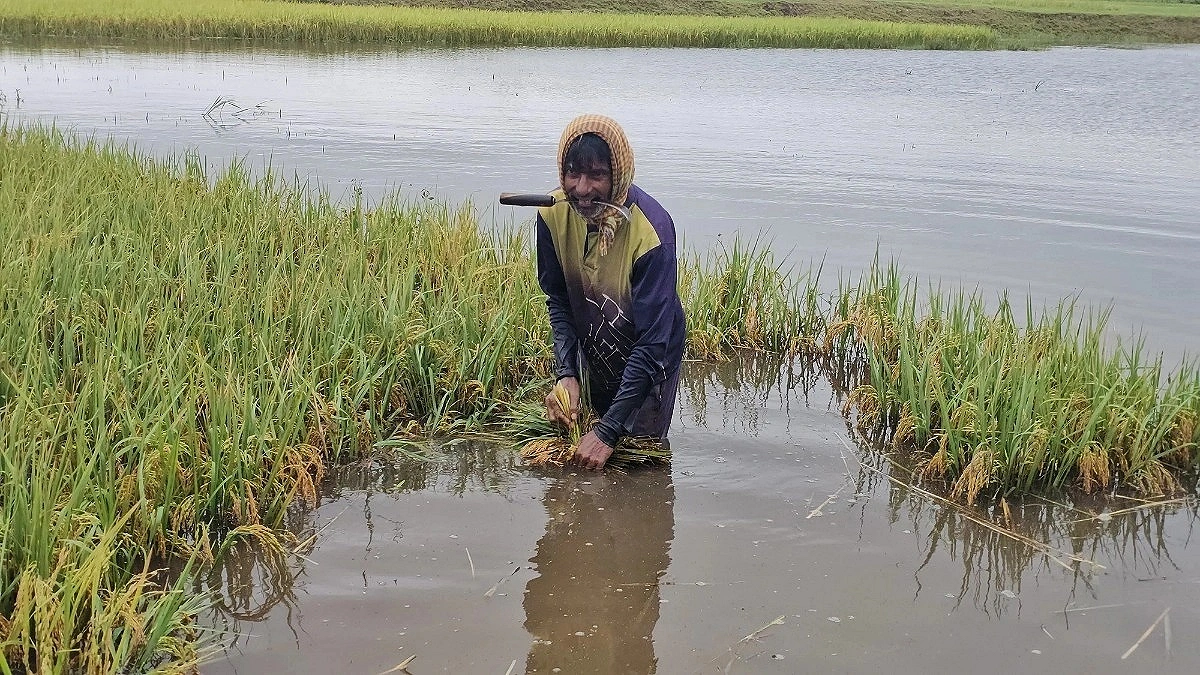হাওরে মিশছে কৃষকের কান্নার নোনাজল