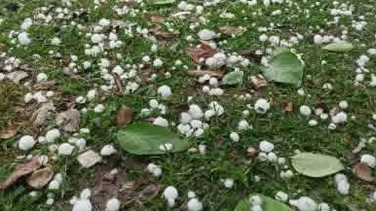 দিনাজপুরে ব্যাপক শিলাবৃষ্টি, আম-লিচুর ক্ষতির আশঙ্কা
