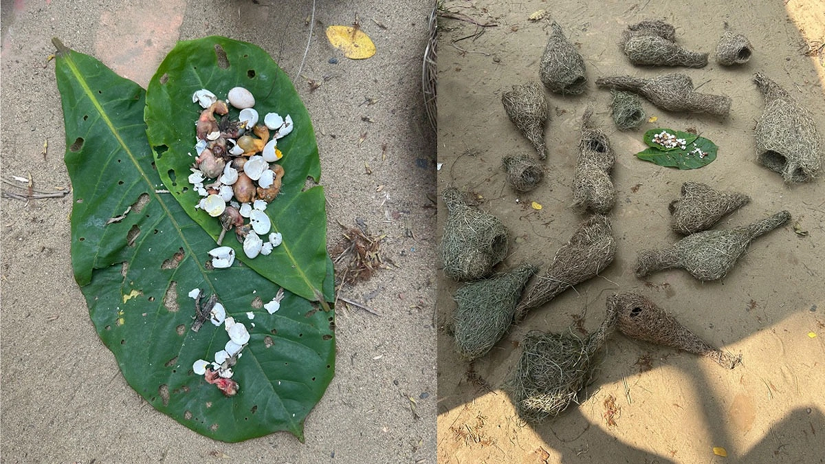 কৃষকের ক্ষোভে প্রাণ গেল ৫৬ বাবুই ছানার