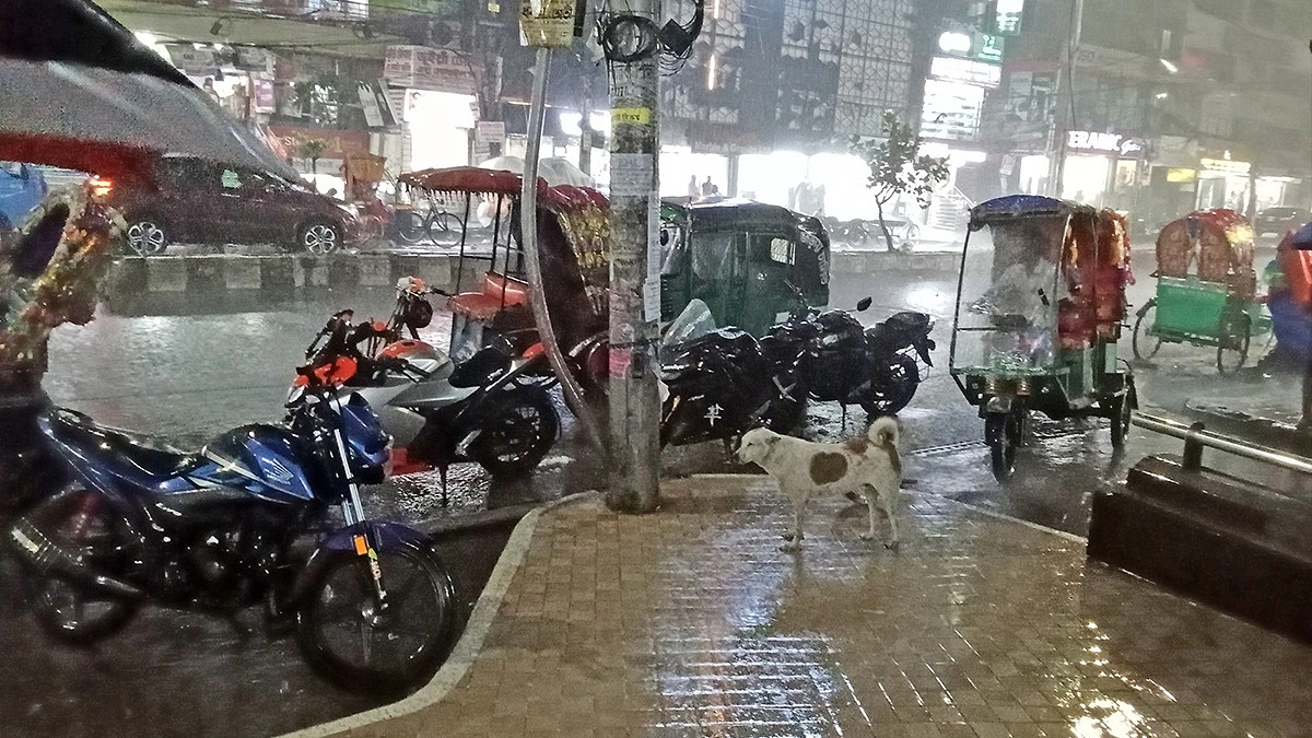 বৃষ্টিতে ভিজছে কুকুর: ছবি: ফোকাস বাংলা