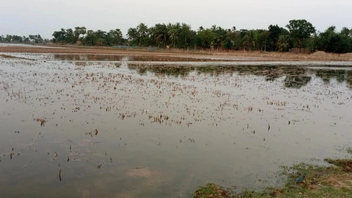 লোনাপানিতে তলিয়ে গেছে ১০ হাজার বিঘা ধানক্ষেত