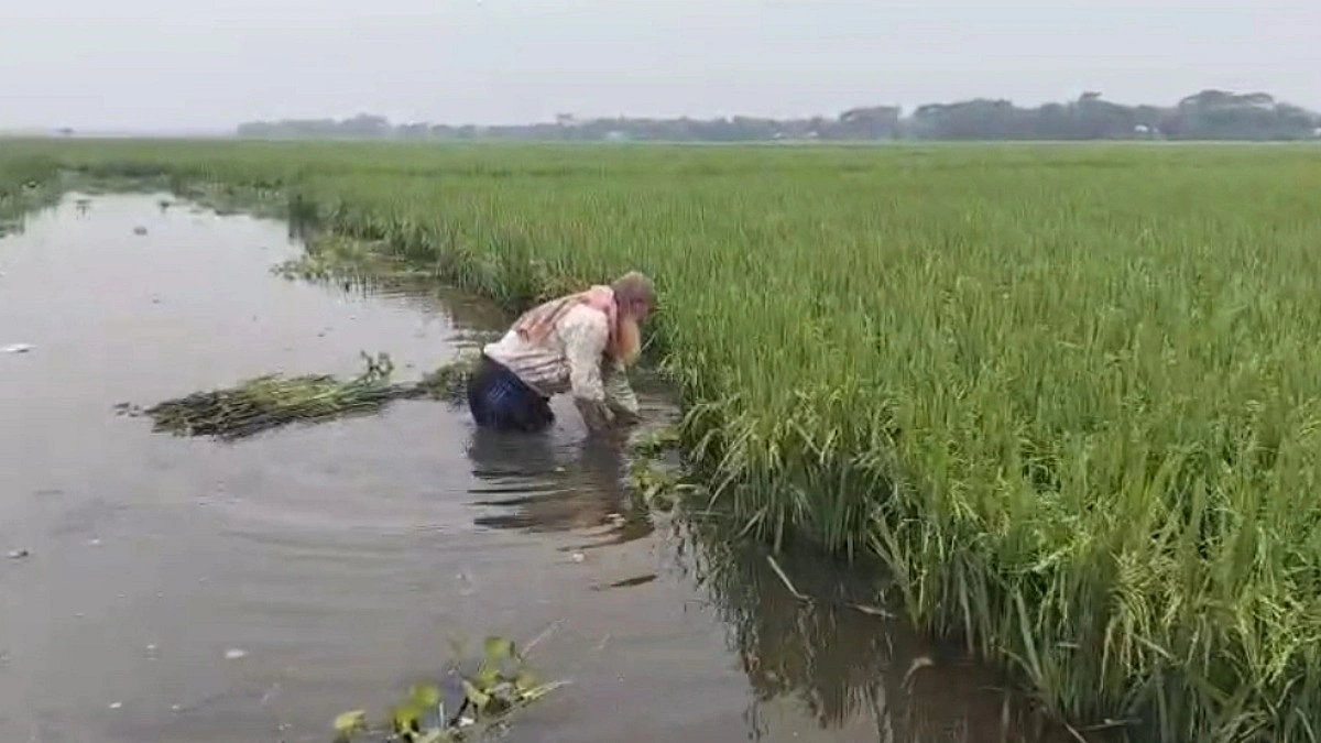 উজানের ঢলে বিপদে হাওরের কৃষক