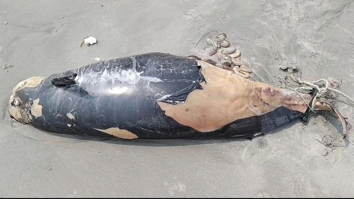 কুয়াকাটা সৈকতে ভেসে এল মৃত ডলফিন