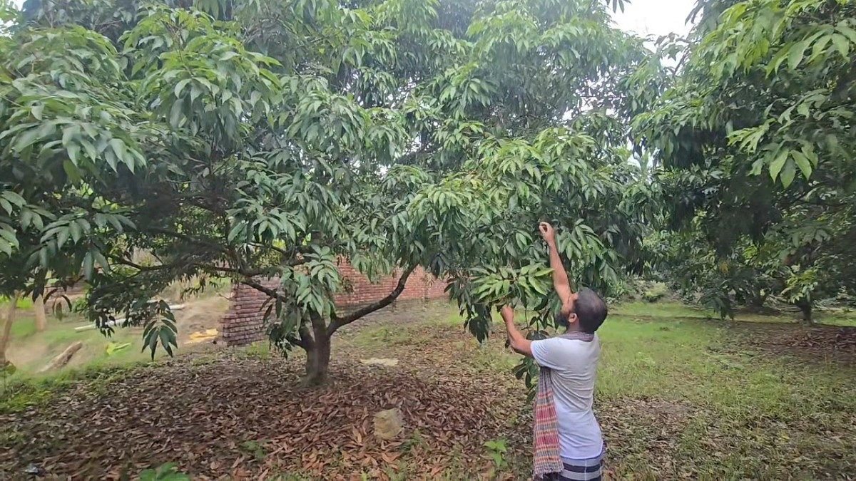 ফরিদপুরে লিচুর ফুল ঝড়ে যাওয়ায় বিপর্যয়ের শঙ্কা, দুশ্চিন্তায় চাষিরা