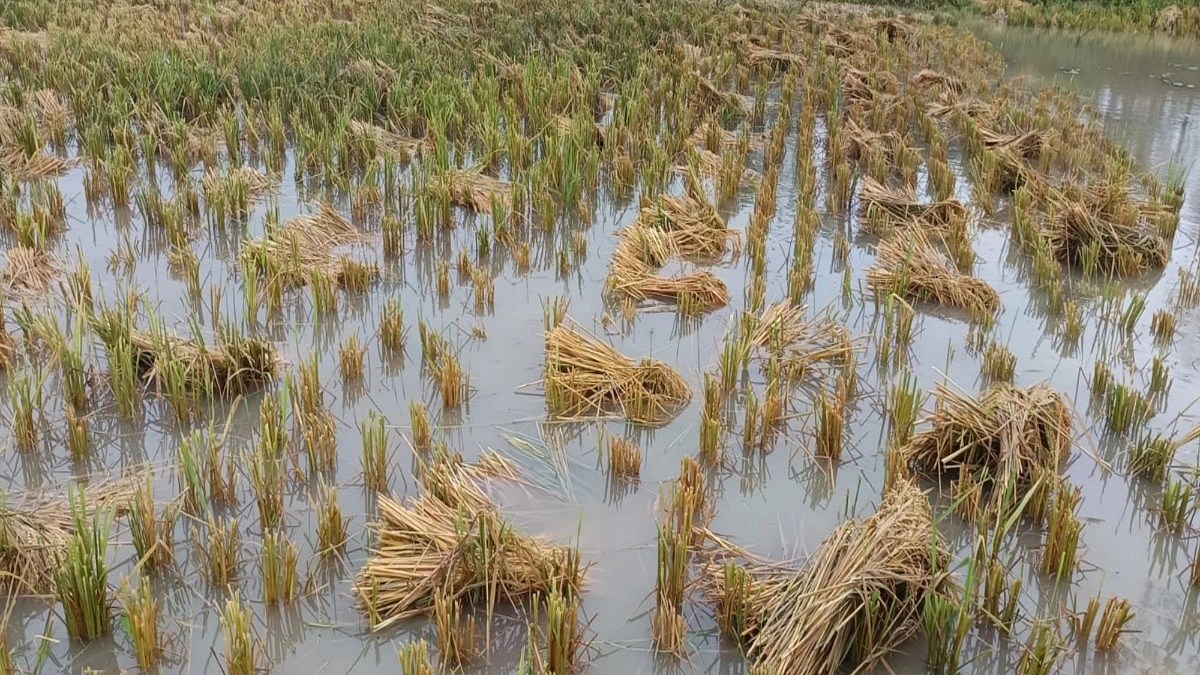পাকা ধানে মই দিয়ে গেল কালবৈশাখী