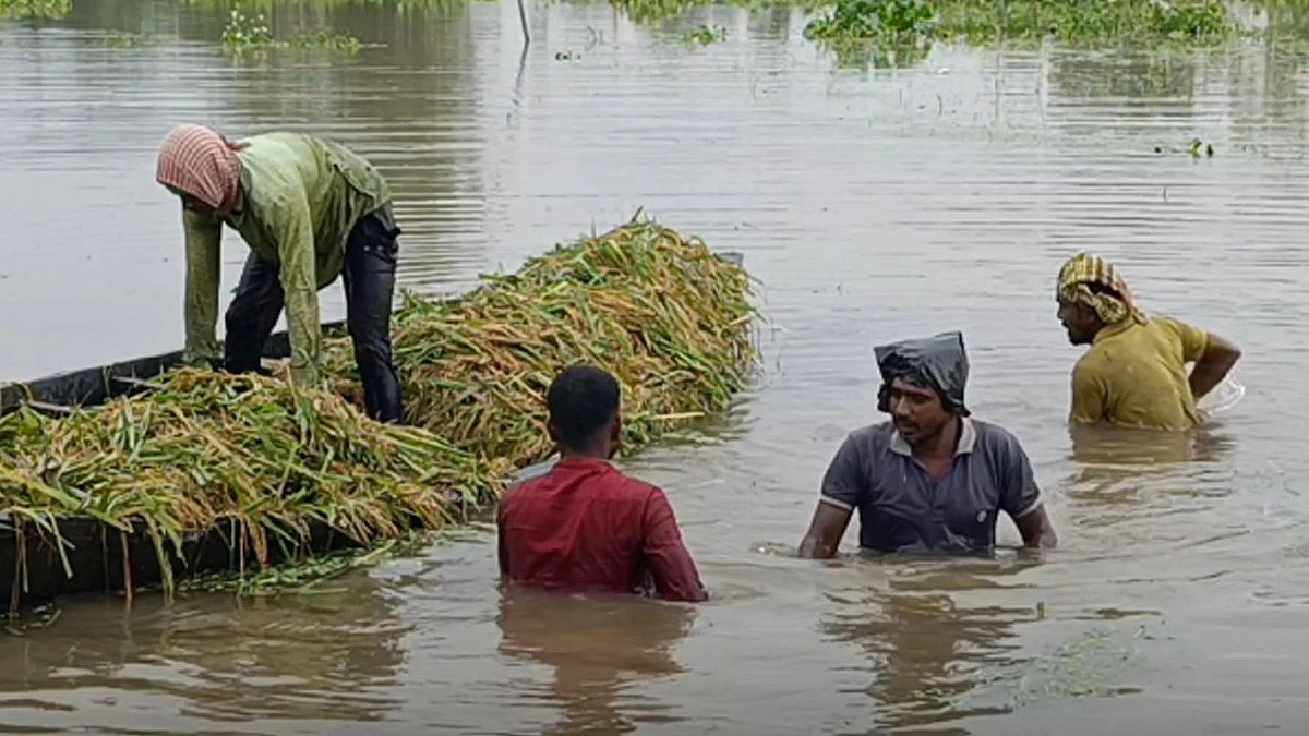 খোয়াই নদের বাঁধ ভাঙনে হাওরে হাহাকার, দিশেহারা কৃষক