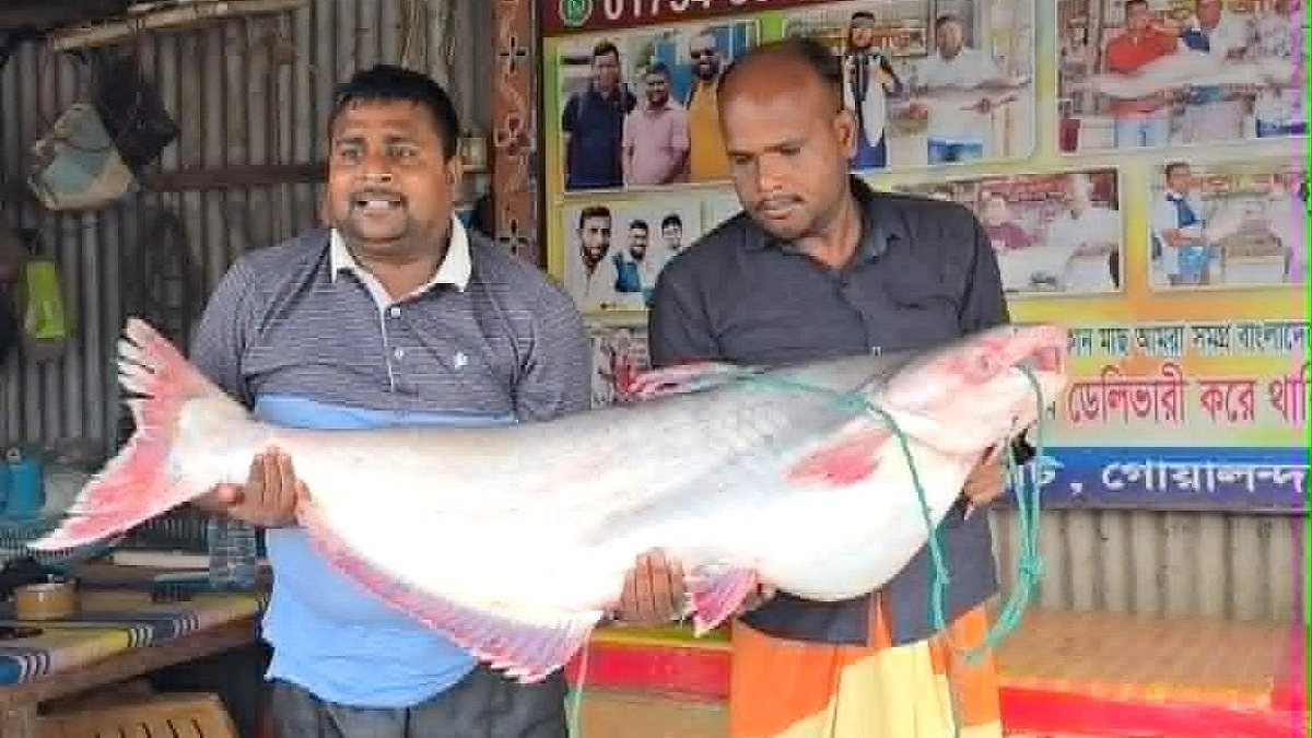 এক পাঙাশ বিক্রি হলো ৭১ হাজার টাকায়
