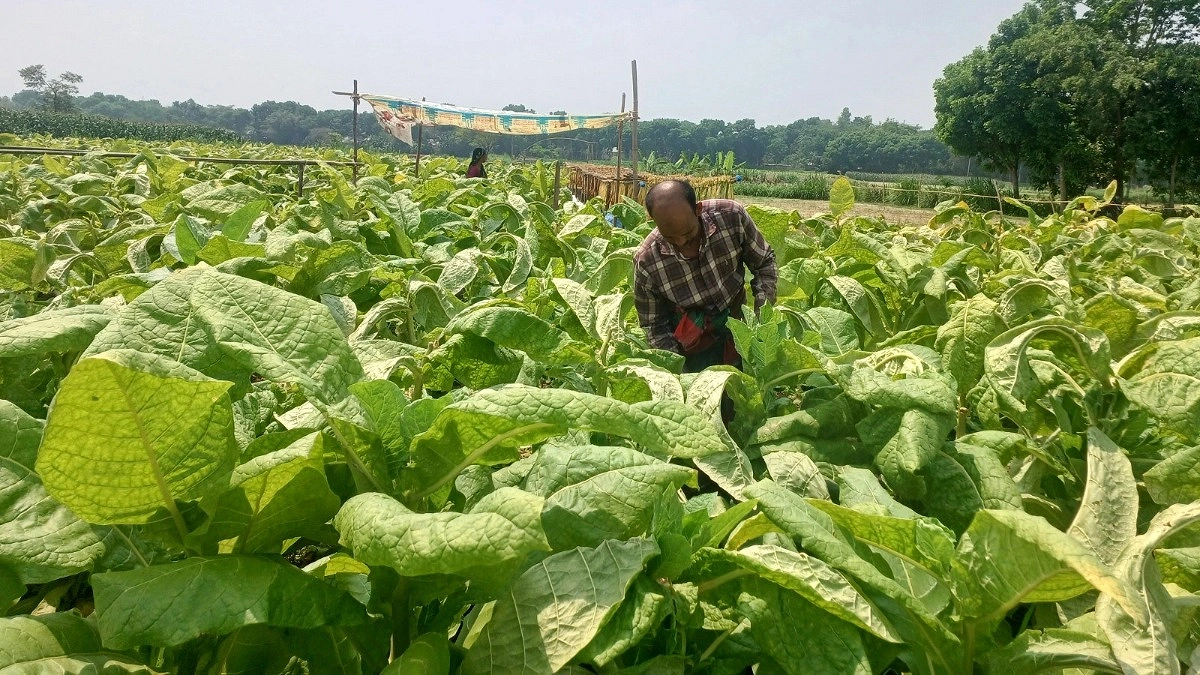 কম পুঁজিতে বেশি লাভে তামাকে ঝুঁকছেন কৃষক
