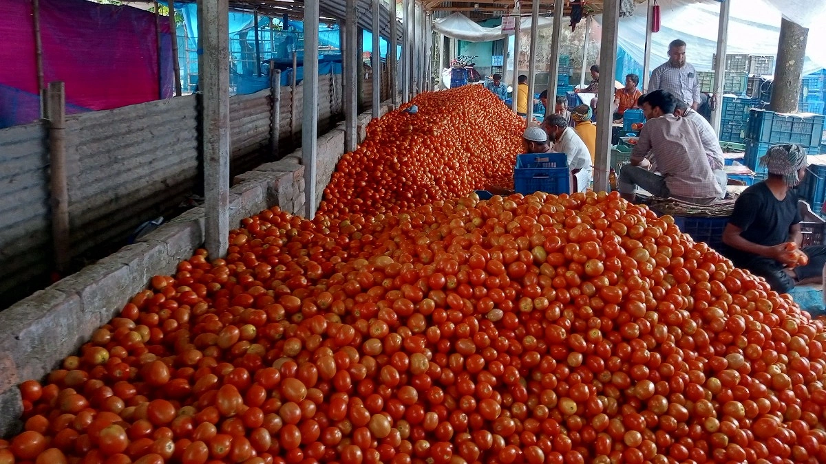 গাবুরা বাজারে ৪ ঘণ্টায় বিক্রি হয় কোটি টাকার টমেটো