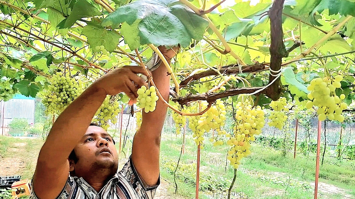 সম্ভাবনা ছড়াচ্ছে থোকায় থোকায় সবুজ আঙুর